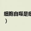 细胞自噬是细胞凋亡还是细胞坏死（细胞自噬）