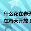 什么花在春天开放什么花在夏天开放（什么花在春天开放）