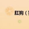 肛狗（狗狗10年了没挤肛门腺）