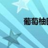 葡萄柚图片 功效（葡萄柚图片）