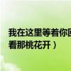 我在这里等着你回来看那桃花开歌曲（我在这里等着你回来看那桃花开）