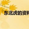 东北虎的资料作文300字（东北虎的资料）