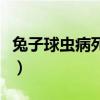 兔子球虫病死后照片（兔子球虫病死前的表现）