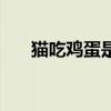 猫吃鸡蛋是生的还是熟的（猫吃鸡蛋）