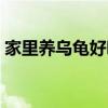 家里养乌龟好吗风水说法（家里养乌龟好吗）