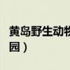 黄岛野生动物园门票优惠政策（黄岛野生动物园）