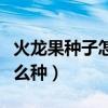 火龙果种子怎么种植盆栽视频（火龙果种子怎么种）
