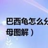 巴西龟怎么分公母图解视频（巴西龟怎么分公母图解）