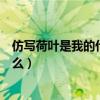 仿写荷叶是我的什么我在荷叶上干什么（仿写荷叶是我的什么）