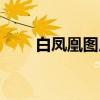 白凤凰图片高清壁纸（白凤凰图片）