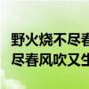 野火烧不尽春风吹又生象征着什么（野火烧不尽春风吹又生）