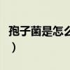 孢子菌是怎么引起的（糠枇孢子菌该怎么根除）