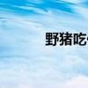 野猪吃什么食物（野猪肉价格）