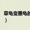 草龟变墨龟的技巧和方法（草龟变墨龟的技巧）