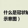 什么是冠状轴什么是矢状轴（冠状轴和矢状轴示意图）