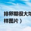 排卵期很大坨像凝胶的东西（白带像浓鼻涕一样图片）