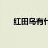 红田乌有什么好处（红田乌草副作用）
