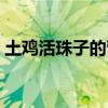 土鸡活珠子的营养价值（活珠子的营养价值）