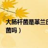 大肠杆菌是革兰氏阴性菌吗为什么（大肠杆菌是革兰氏阴性菌吗）