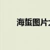 海蜇图片大全大图 活体（海蜇图片）