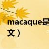 macaque是什么意思（macau是什么意思中文）