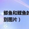鲫鱼和鲤鱼的区别图片大全（鲫鱼和鲤鱼的区别图片）