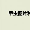 甲虫图片种类（甲虫图片大全及名称）