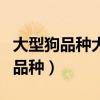 大型狗品种大全及图片大型犬排行榜（大型狗品种）