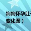 狗狗怀孕肚子变化图40发育（狗狗怀孕肚子变化图）