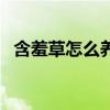 含羞草怎么养才能更旺盛（含羞草好养吗）