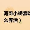 海滩小螃蟹吃什么怎么养活（小螃蟹吃什么怎么养活）