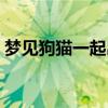 梦见狗猫一起出现（做梦梦见猫狗同时出现）