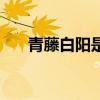 青藤白阳是明代什么时期（青藤白阳）