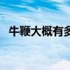 牛鞭大概有多少长（牛鞭有多长多大图片）