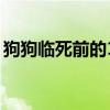 狗狗临死前的15个征兆（因热死宠物狗获刑）