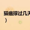 猫瘟撑过几天算安全了（猫瘟不治疗能活几天）