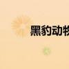 黑豹动物多少钱一只（黑豹动物）