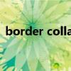 border collapse属性（border collapse）
