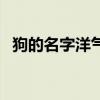 狗的名字洋气点带财运的名字（狗的名字）