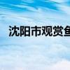 沈阳市观赏鱼市场地点（沈阳观赏鱼论坛）