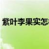 紫叶李果实怎样吃法（紫叶李果实药用价值）