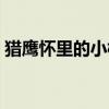 猎鹰怀里的小桃花小说（猎鹰怀里的水芙蓉）