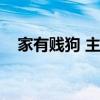 家有贱狗 主题曲（家有贱狗是什么品种）