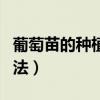 葡萄苗的种植方法和技术视频（葡萄苗种植方法）