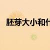 胚芽大小和什么有关（胚芽大小决定男女）