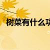 树菜有什么功效作用（椿树上长出青菜叶）