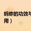 蚂蚱的功效与作用禁忌人群（蚂蚱的功效与作用）