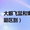 大眼飞鼠和蜜袋鼯哪个好养（大眼飞鼠和蜜袋鼯区别）
