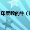印度教的牛（印度推出牛学考试50万人报名）