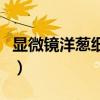 显微镜洋葱细胞结构图怎么画（结构图怎么画）
